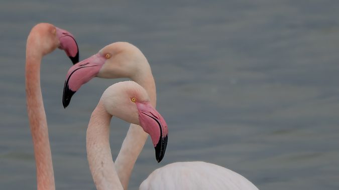 Fenicottero  - André Henzen