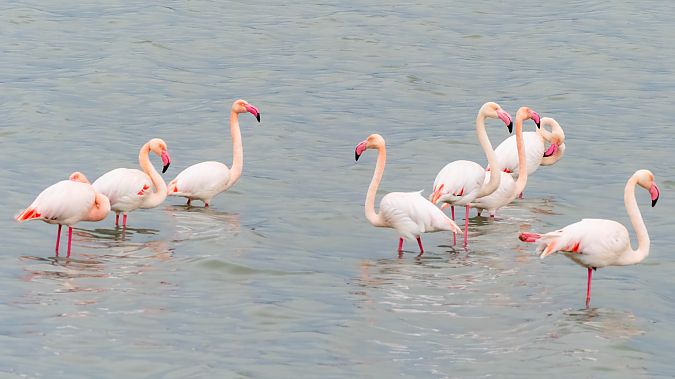 Fenicottero  - André Henzen