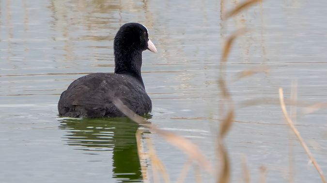 Folaga  - André Henzen