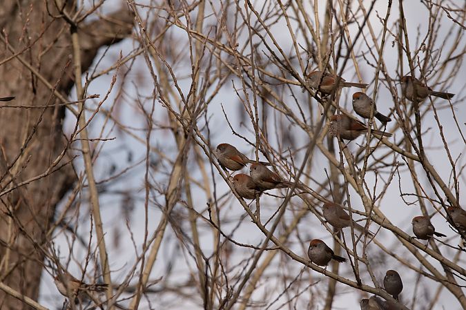 Panuro di Webb  - Marco Bettoni