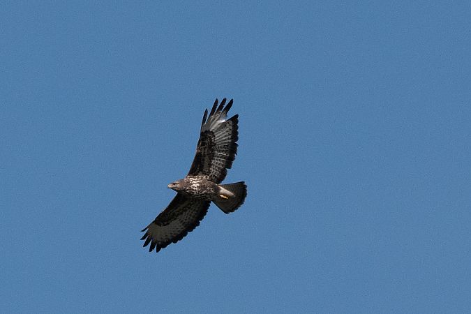 Mäusebussard  - Marco Bettoni