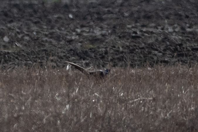 Fagiano comune  - Marco Bettoni