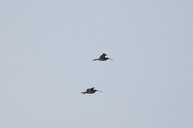 Chiurlo maggiore  - Marco Bettoni