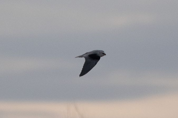 Nibbio bianco  - Marco Bettoni