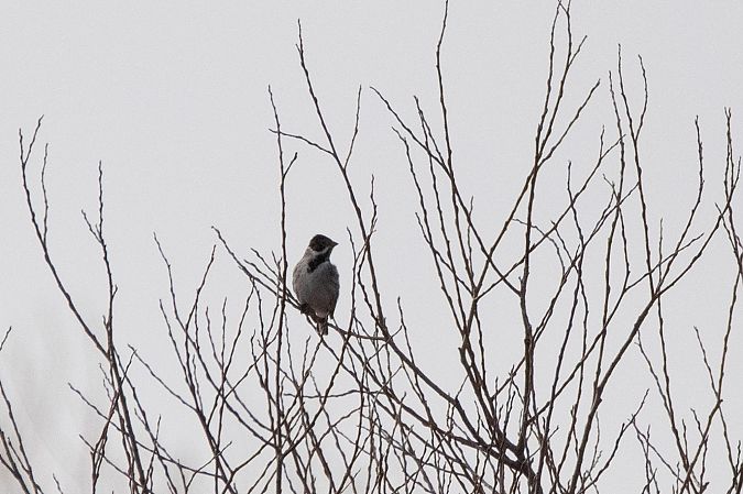Migliarino di palude  - Marco Bettoni