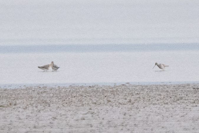 Pittima minore  - Marco Bettoni