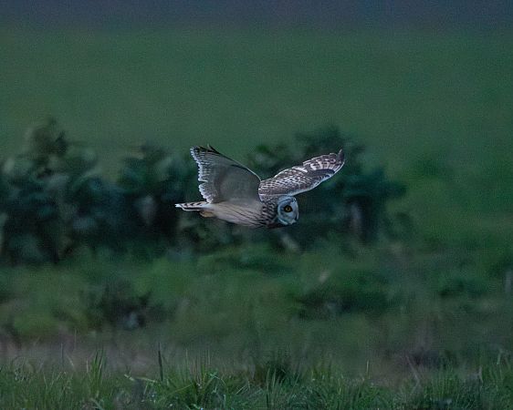 Gufo di palude  - Marco Bettoni