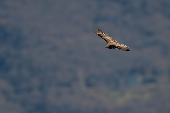 Poiana  - Pier Podavini