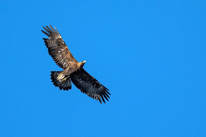 Aquila reale  - Pier Podavini