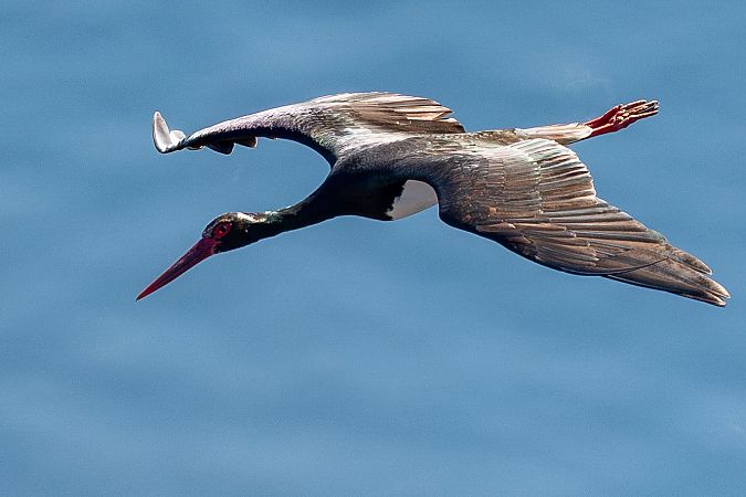 Cicogna nera  - Pier Podavini