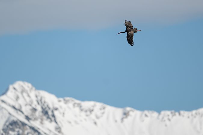 Schwarzstorch  - Pier Podavini