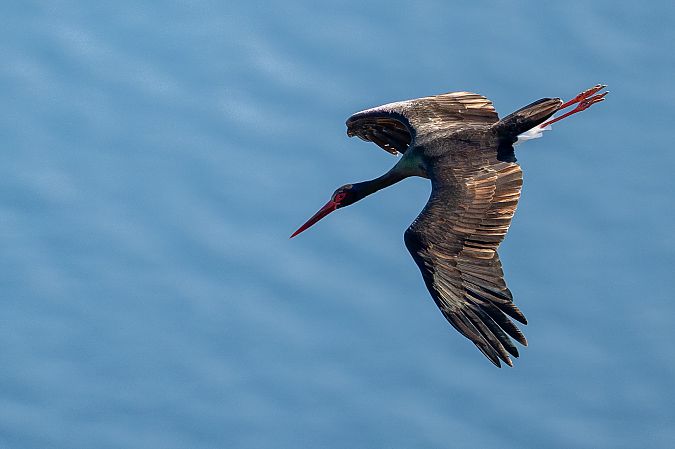 Cicogna nera  - Pier Podavini