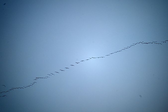 Gru  - Pier Podavini