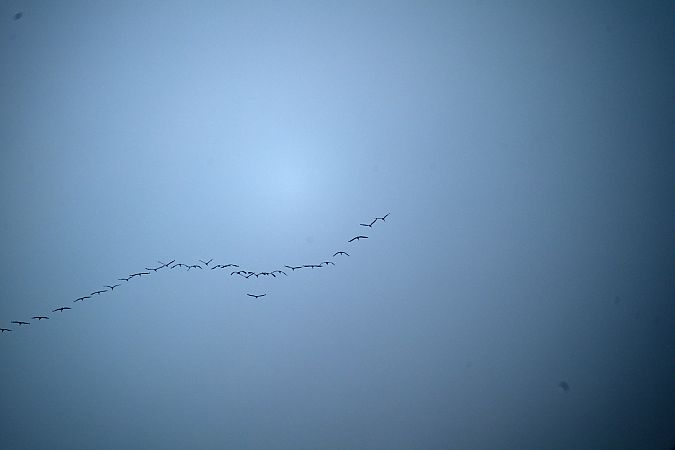 Gru  - Pier Podavini