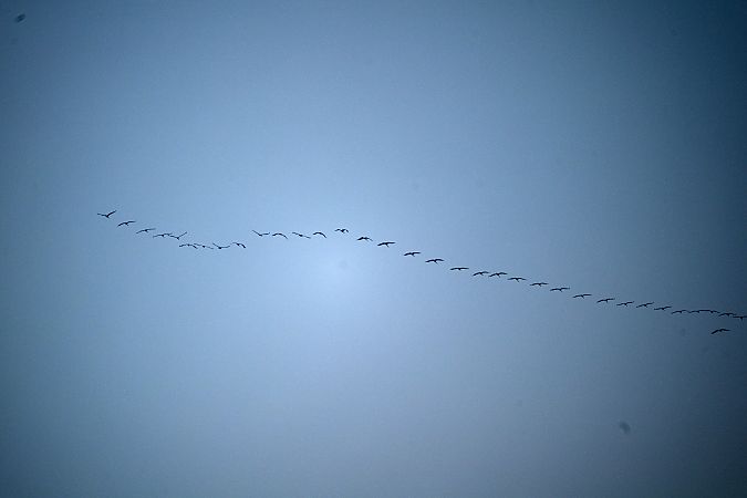 Gru  - Pier Podavini