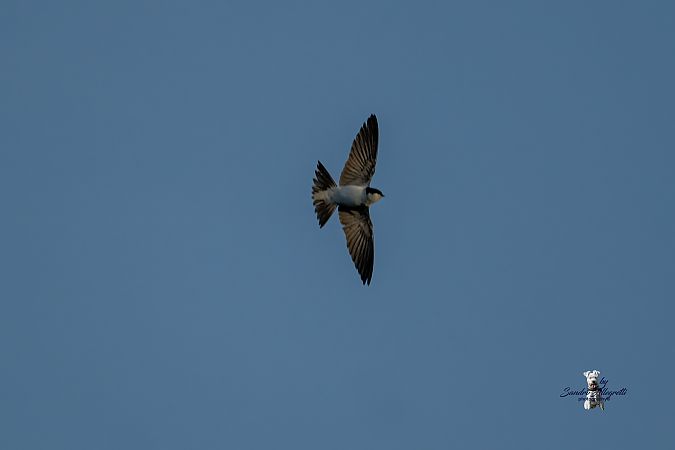 Balestruccio  - Sandro Allegretti