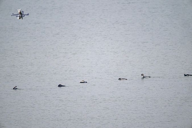 Strolaga mezzana  - Sandro Allegretti