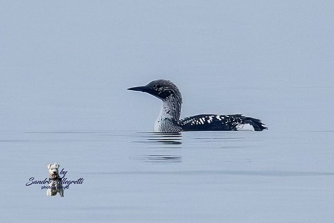 Strolaga mezzana  - Sandro Allegretti