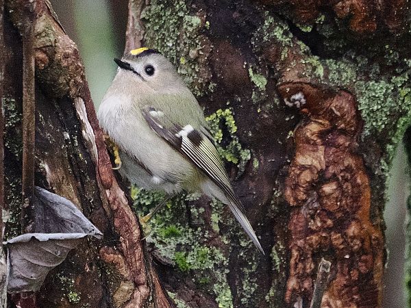 Regolo  - Gianni Rigoli