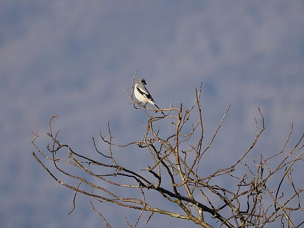 Raubwürger  - Gianni Rigoli