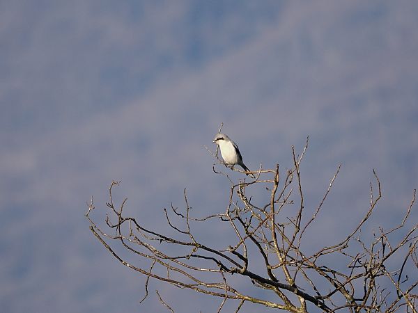 Averla maggiore  - Gianni Rigoli