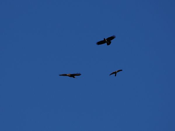 Poiana  - Gianni Rigoli