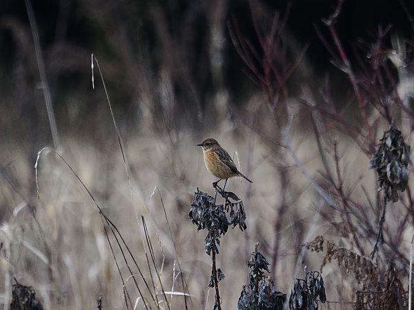 Saltimpalo comune  - Gianni Rigoli