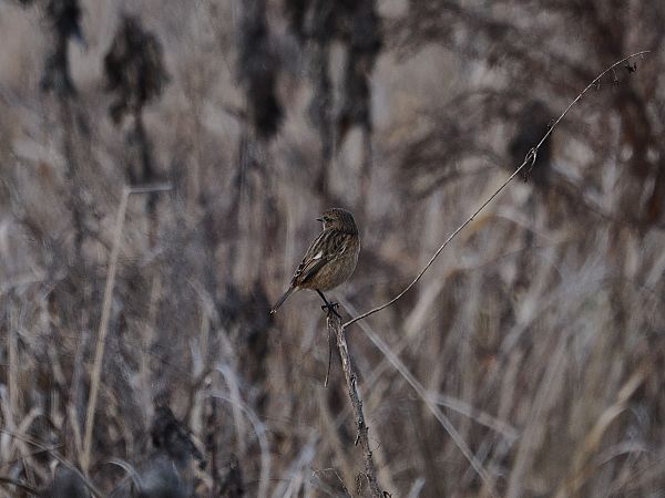 Saltimpalo comune  - Gianni Rigoli