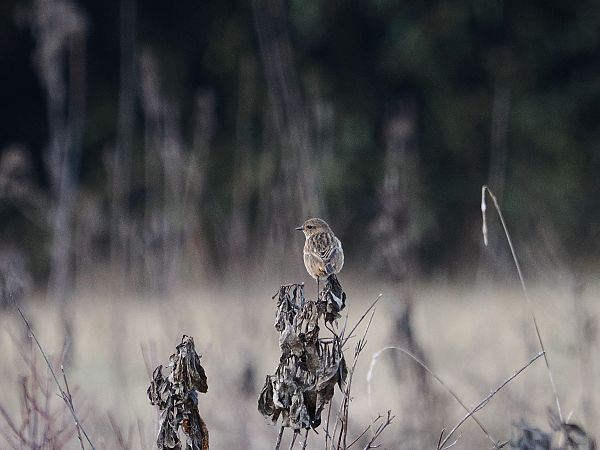 Saltimpalo comune  - Gianni Rigoli