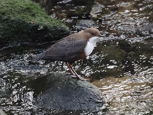 Merlo acquaiolo  - Gianni Rigoli