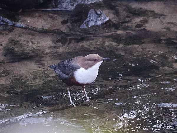 Merlo acquaiolo  - Gianni Rigoli