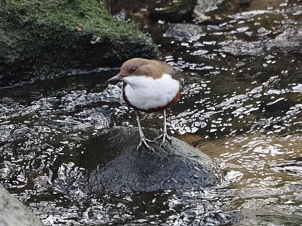 Merlo acquaiolo  - Gianni Rigoli