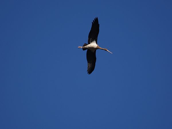 Cicogna nera  - Gianni Rigoli