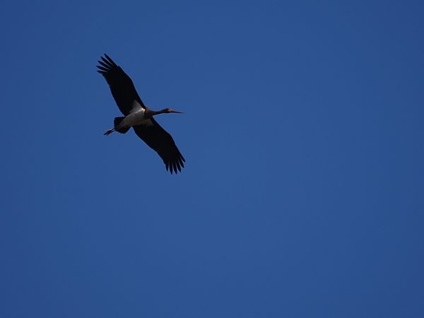 Cicogna nera  - Gianni Rigoli