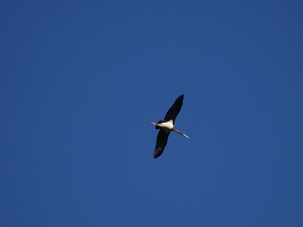 Cicogna nera  - Gianni Rigoli