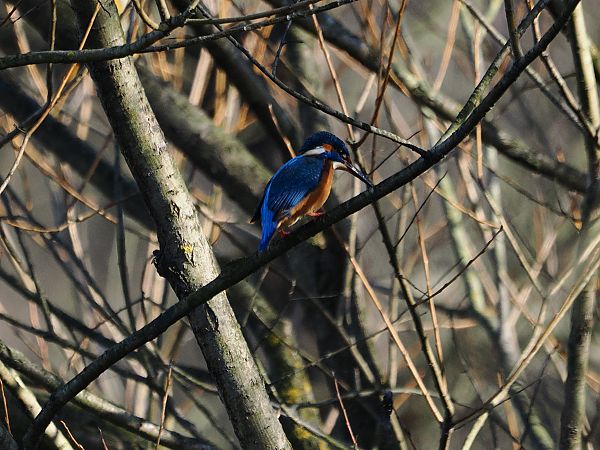 Martin pescatore  - Gianni Rigoli
