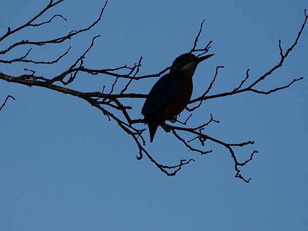 Martin pescatore  - Gianni Rigoli