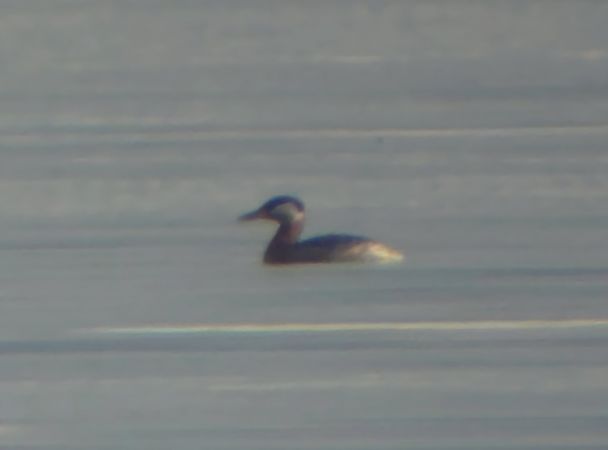 Svasso collorosso  - Alberto Manganaro