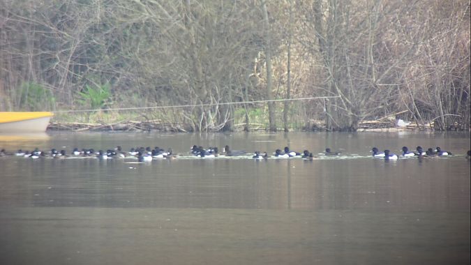 Moretta  - Alberto Manganaro