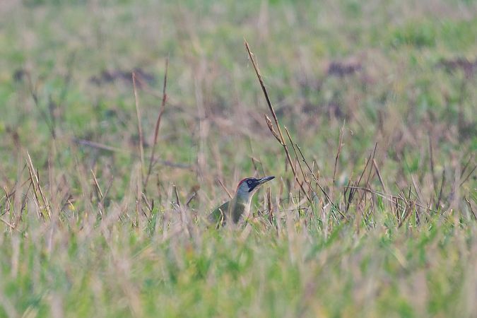 Grünspecht  - Stefano de Rosso
