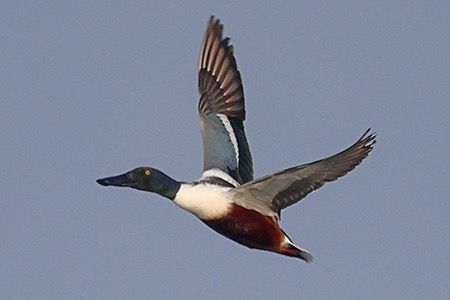 Mestolone  - Maurizio Parenti