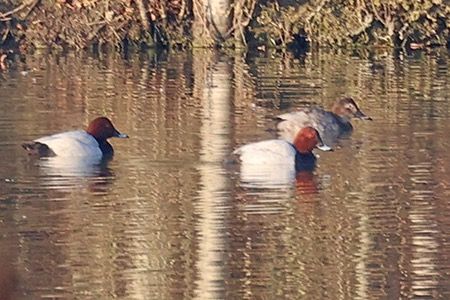 Moriglione  - Maurizio Parenti