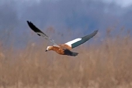 Casarca  - Maurizio Parenti