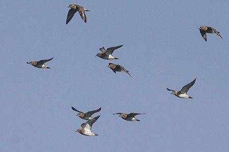 Piviere dorato  - Maurizio Parenti