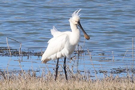 Spatola  - Maurizio Parenti