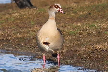 Oca egiziana  - Maurizio Parenti