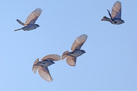 Passera d'Italia  - Maurizio Parenti