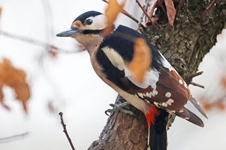 Picchio rosso maggiore  - Maurizio Parenti