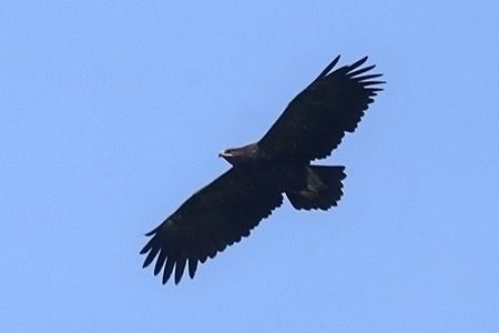 Aquila anatraia maggiore  - Maurizio Parenti