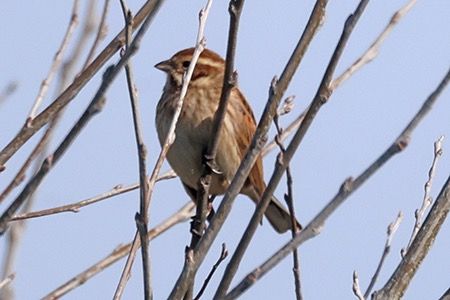 Migliarino di palude  - Maurizio Parenti